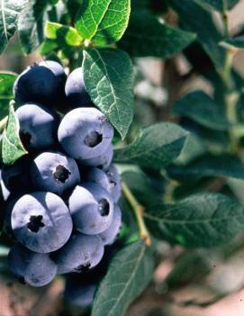 Blueberry 'Chippewa'