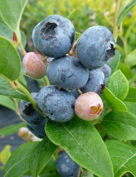 Blueberry 'Nelson'