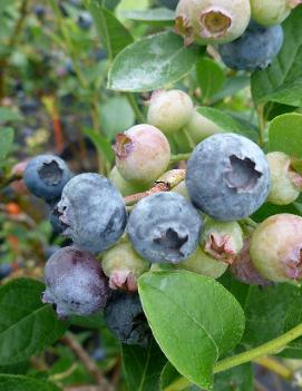 Blueberry 'Reka'