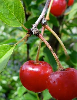 Cherry-shrub 'Valentine' (CPBR4109)