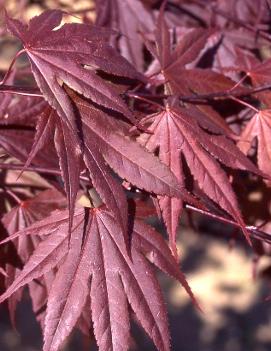 Acer palmatum 'Crimson Prince'