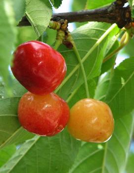 Cherry 'Rainier'