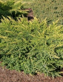 Juniperus chinensis 'Daub's Frosted'