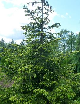 Picea orientalis 'Aureospicata'