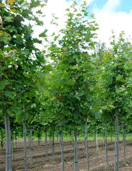 Acer saccharum Majesty® ('Flax Mill') (PP5273)