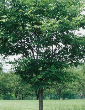 Phellodendron amurense 'Macho'