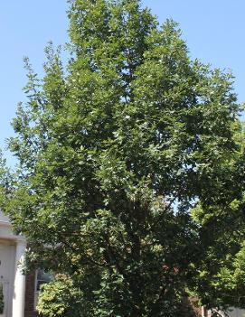 Quercus frainetto Forest Green® ('Schmidt')