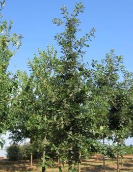 Quercus macrocarpa Urban Pinnacle® ('JFS-KW3') (PP22815)
