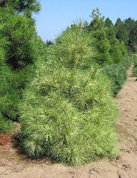 Pinus densiflora 'Golden Ghost'