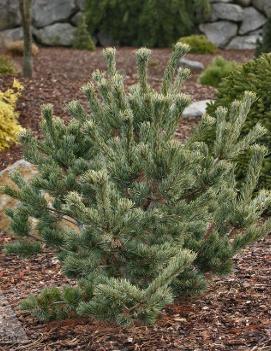 Pinus parviflora 'Gyoko sho hime'