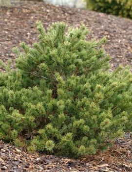 Pinus parviflora 'Kokuho'
