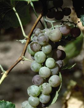 Grape 'Himrod Seedless'