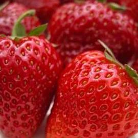 Strawberry 'Kent'