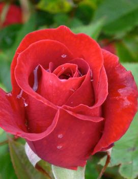 Rosa Easy Elegance® Kashmir ('BAImir')