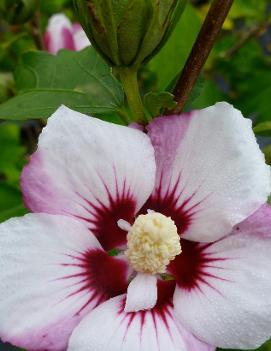 Hibiscus syriacus Fiji™ ('Minspot')