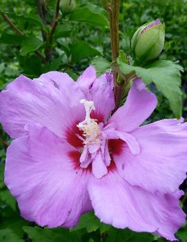 Hibiscus syriacus Tahiti™ ('Mineru')