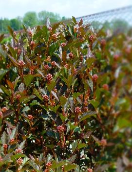 Physocarpus opulifolius Little Devil™ ('Donna May') (PP22634)