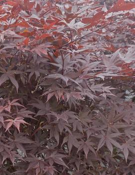Acer palmatum 'Shojo'