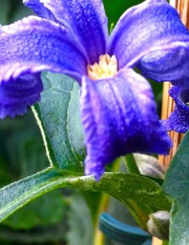 Clematis heracleifolia 'China Purple'