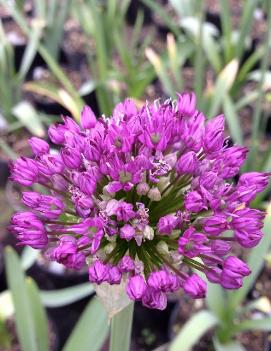 Allium x 'Purple Sensation'