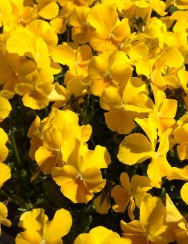 Viola cornuta 'Scottish Yellow'