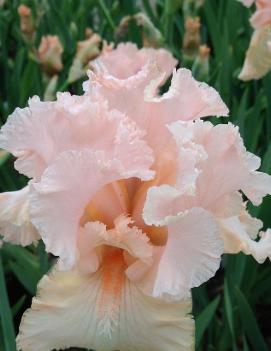 Iris germanica 'Lace Artistry'