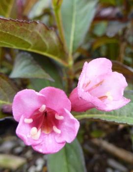 Weigela florida Merlot Pink ('Bokratwo') (PP21763)