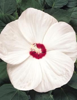 Hibiscus moscheutos Luna™ White ('Balhibwhi') (PPAF)