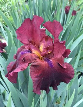 Iris germanica 'Fortunate Son'