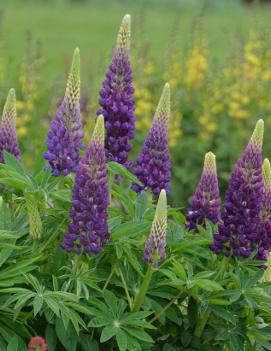 Lupinus x 'Popiscle Blue'