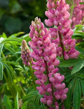 Lupinus x 'Popsicle Pink'