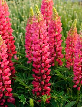 Lupinus x 'Popsicle Red'