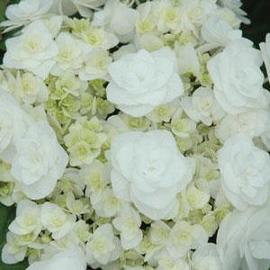 Hydrangea macrophylla Double Delights™ Wedding Gown ('Dancing Snow') (PP21052)