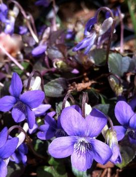 Viola riviniana 'Purpurea Group'