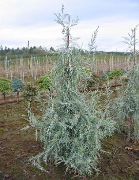 Juniperus scopulorum 'Candelabra'