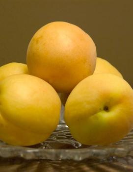 Apricot 'Moongold'