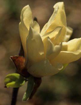 Magnolia x 'Elizabeth' (PP4145)