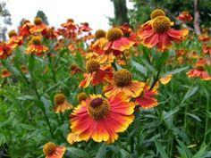 Helenium autumnale Red & Gold ('Rotgold')