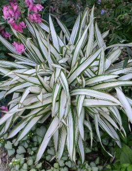 Carex siderosticha 'Snow Cap'