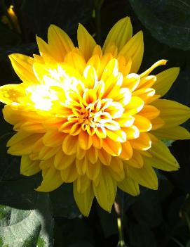 Helianthus x multiflorus Garden Candy™ ('Sunshine Daydream') (PPAF, COPF)