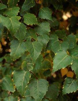Betula platyphylla Dakota Pinnacle® ('Fargo') (PP10963)