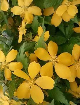 Kerria japonica 'Shannon'