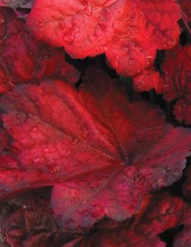 Heuchera x 'Autumn Leaves' (PP22103, COPF)