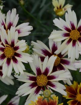 Coreopsis x 'Starlight' (PPAF)
