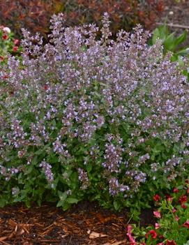 Nepeta faassenii 'Cat's Meow' (PP24472, CPBR5098)