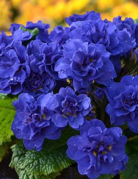 Primula vulgaris Belarina® Cobalt Blue ('Kerbelcob') (PP16397)