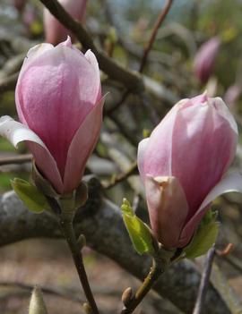 Magnolia x soulangiana 'Rustica Rubra'