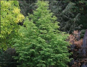 Metasequoia glyptostroboides Jade Prince® ('JFS-PN3Legacy')
