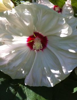 Hibiscus x 'Old Yella' (PP13630)