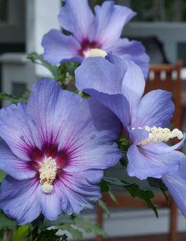 Hibiscus syriacus Azurri Blue Satin® ('DVPazurri') (PP20563, CPBR4391)